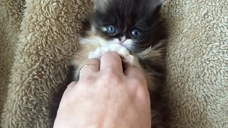 Kittens Love Tickling