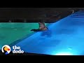 Bear sneaks into public pool every night to go swimming  the dodo