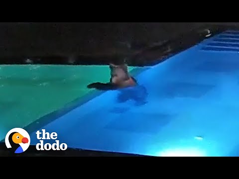 Bear Sneaks Into Public Pool Every Night To Go Swimming | The Dodo