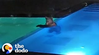 Bear Sneaks Into Public Pool Every Night To Go Swimming | The Dodo