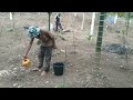 Cara menyirami pohon cabe supaya cepat berbuah