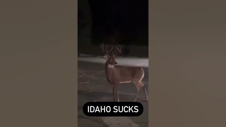 Why idaho sucks jkjk #deer #deerhunting #viralshorts #fyp #idaho #hunting #2022 #whitetaildeer #big