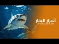أسرار أعماق البحار رحلة إلى المجهول حيث لا يصله النور اكتشف أغرب وأنذر الكائنات البحرية كويست عربية 