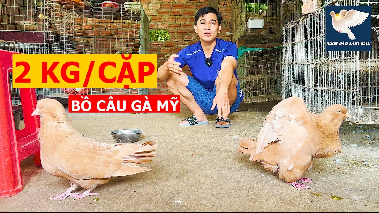 Trình làng chim Bồ câu Gà Mỹ 2kg một cặp, đi lặc lè không khác gì Gà ...