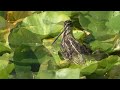 snipe at burnaby lake bc canada