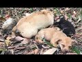 The mother dog and the puppies were hit by the poison, and only one puppy remained