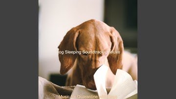 Pulsating Sounds for Keeping Dogs Entertained