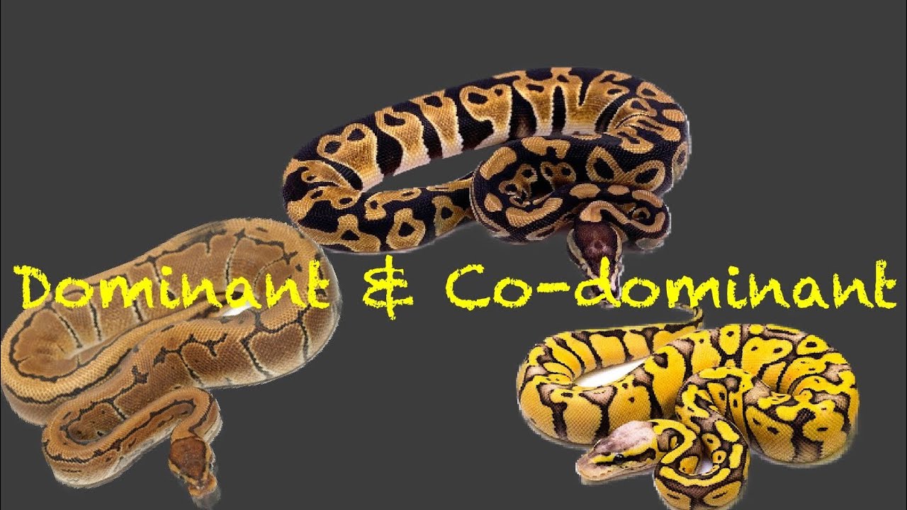 Comment différencier le DOMINANT du CO-DOMINANT ?