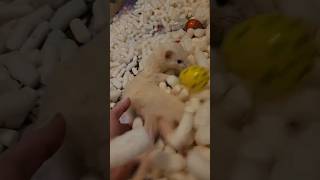 Cleaning Ferret Peanuts