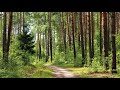 Утро в лесу. Morning in the forest.