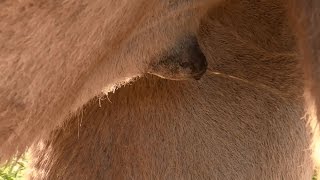 Camels Urinate Backwards & Can You Find A Camel? Vlog