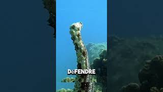 ⚠️ Attention ! Ce concombre de mer peut vous rendre aveugle temporairement ! 😱