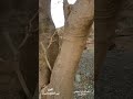 سبحان الله الخالق هل كل هذه الفروق موجودة بين الطلح والسيال