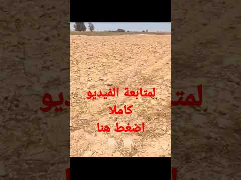 ارباح فدان قمح والسعر العادل المطلوب