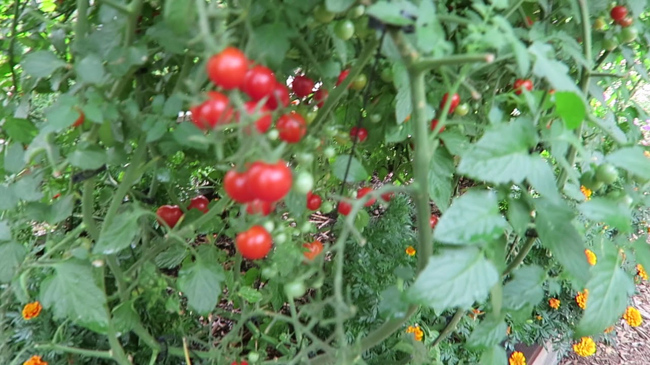 Tomato picking time Thanks to  Charles Wilber's methods.