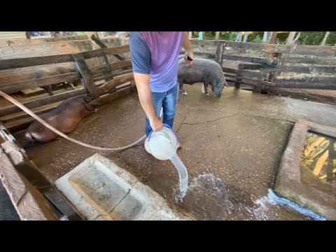 Vídeo: Como ajudar um yorkie a dar à luz