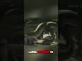 A 10-Meter Snake Before Titanoboa🐍 #prehistoricanimals #extinctanimals #lostworldcreatures