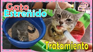 Estreñimiento en Gato/ Como ponerle un supositorio/ Como darle un laxante a tu gato