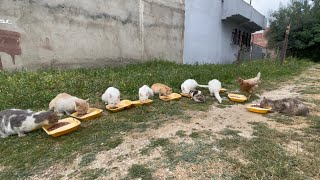 Feeding a group of cute stray cats and their friend the chicken.