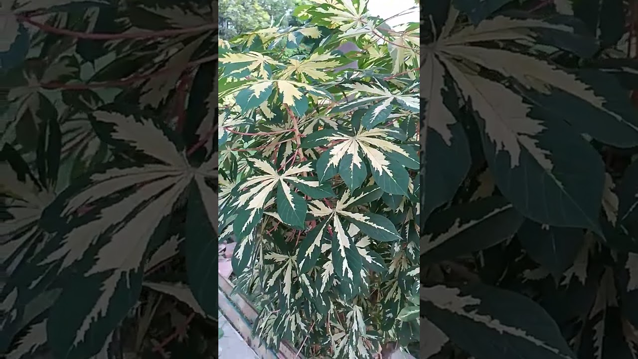 manihot plant ☘️