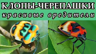 КЛОПЫ-ЧЕРЕПАШКИ - Красивые вредители