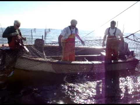 Pound Net Fishing 