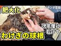 【ベランダ菜園】わけぎの球根の育ち方の違いについて【収穫・未収穫】