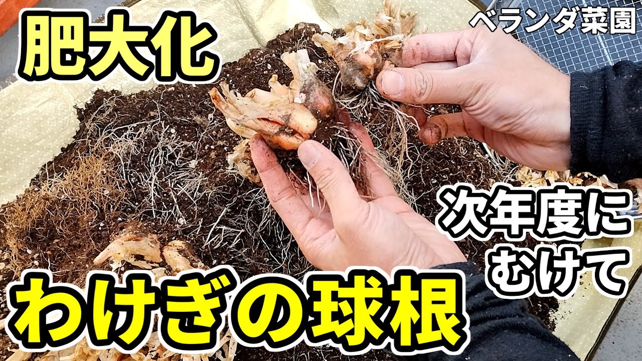 Balcony Garden] Differences in how scallion bulbs grow [Harvested