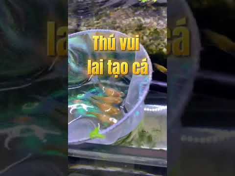 Video Thử lai tạo cá bảy màu và cái kết bất ngờ… - youtube