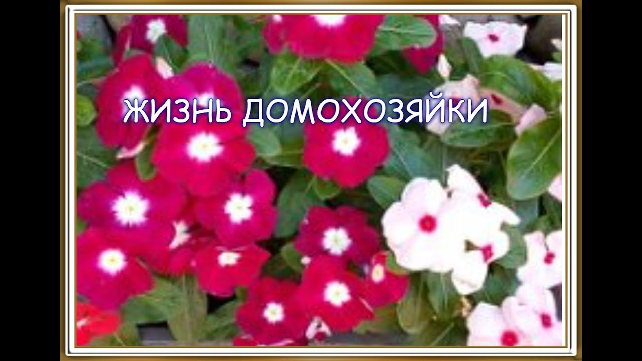 71.ДЕЛА ЖИТЕЙСКИЕ!НЕ ЗНАЮ ЧЕМ Я ВСЕГДА ЗАНЯТА-НО МНЕ ВСЁ ВРЕМЯ НЕКОГДА ...