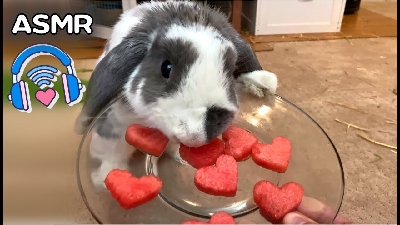 Dying Rabbit Fur Safely How To Color Dye A Bunny Youtube