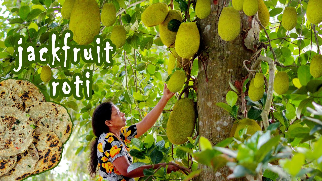 so many taste baby jackfruit recipes | mali cooking in nature - YouTube