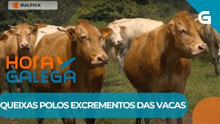 🐄 PROBLEMAS porque as VACAS fan as súas NECESIDADES ao MOVELAS entre LEIRAS