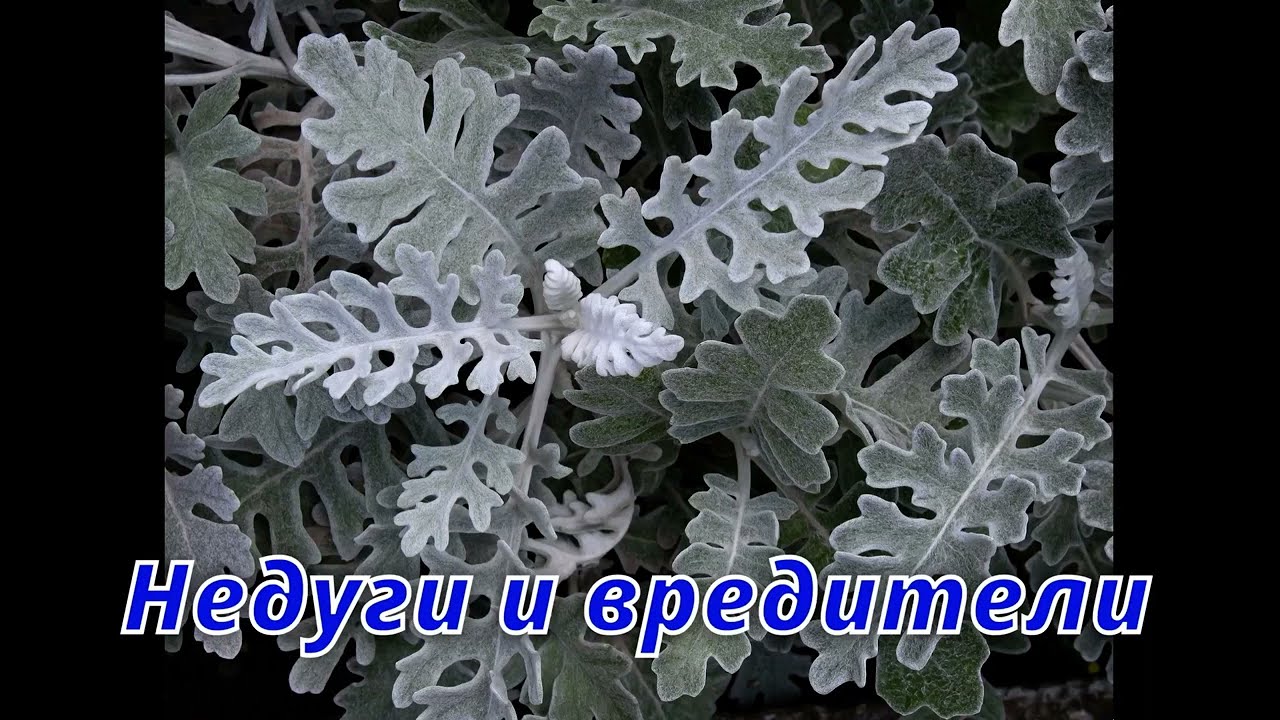 ЦИНЕРАРИЯ морская посадка и уход в открытом грунте
