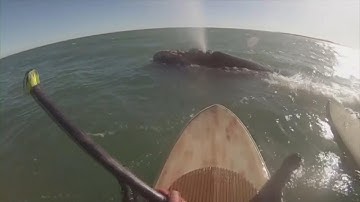 Whales Surprise Paddle Boarders in Argentina
