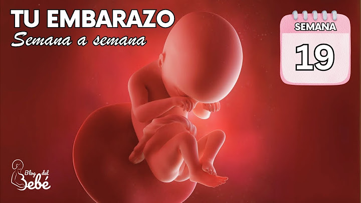 ❤️ Semana 19 de embarazo 🤰 Síntomas, consejos y desarrollo del bebé | El embarazo semana a semana