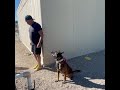 Teaching reverse from heel position while handler stays stationary.