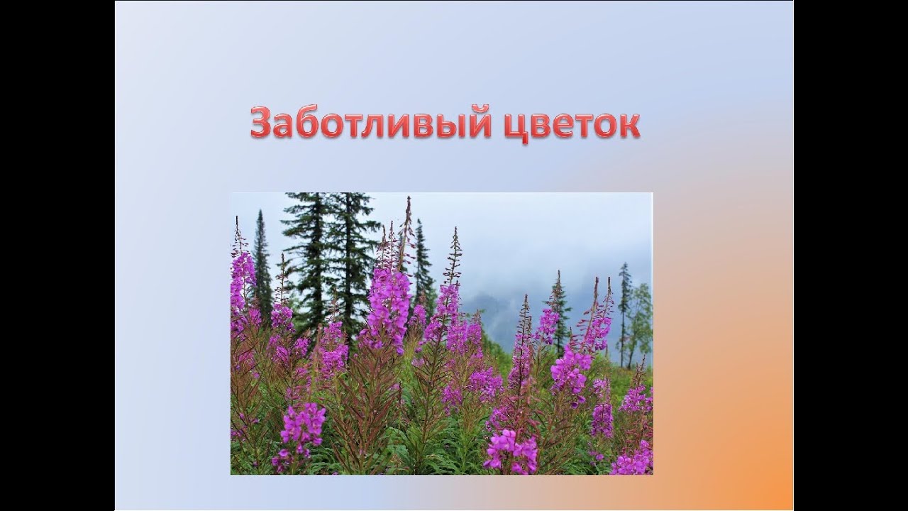 Цветы на паустовского. Паустовский заботливый цветок кипрей. К. Г. Паустовский. «Заботливый цветок».. Паустовский заботливый цветок иллюстрации.