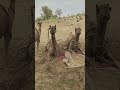 بعد تعب الزرع يطعم فلاح الجمل حب ا وعشب ا بعد تعب الزرع يطعم فلاح الجمل حب ا وعشب ا