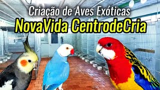 Visitando CRIAÇÃO de RINGNECK, CALOPSITAS e ROSELAS | AVES EXÓTICAS