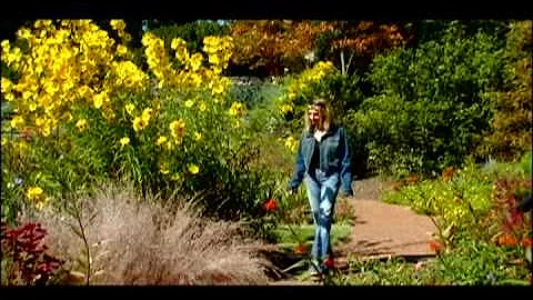 Sonia Lee - Wildflowers in the Grass