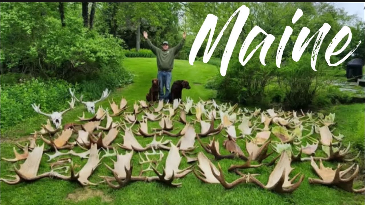 Огромные лосиные сараи в штате Мэн | Поиск сараев для лосиных рогов