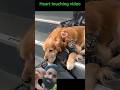 Dushmani Khat ab sirf Dosti# animal friendship cute pets#🐈🐕💗💗#