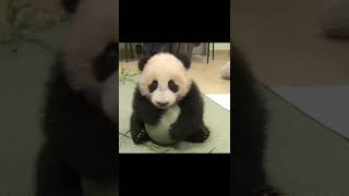 Baby panda bear #pandababy