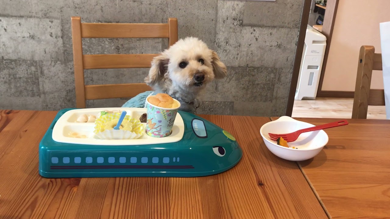 ドッグカフェ大阪 カフェ コパン Cafe Copain Youtube