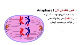 الانقسام المنصف - الاختزالي - Meiosis