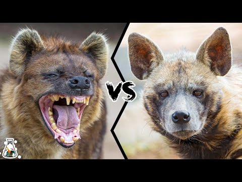 Vídeo: Hiena listrada (Hyaena hyaena): descrição, habitat. mundo da hiena