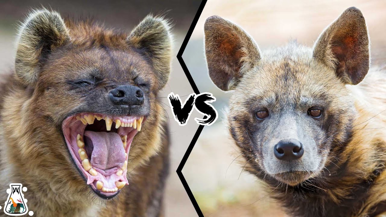 SPOTTED HYENA VS STRIPED HYENA - Who Would Win? - YouTube