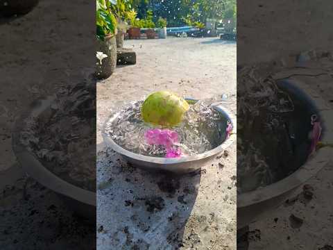 পেয়ারা ✨ #পেয়ারা #পেয়ারামাখা #মাখা #রেসিপি #রংপুর #shorts #shortsfeed #guava #guavashake #food #y