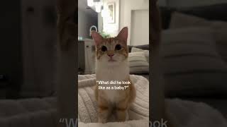 #cat #cats #kitten #kittens @kittykapital